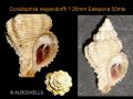 Coralliophila&nbsp;squamosa
